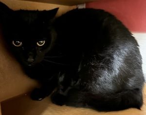 Dobby, Adult Male Domestic Short Hair