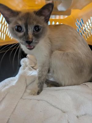 Crossette 975-25 Siamese Cat