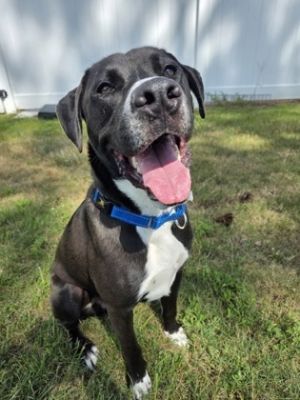 Jimothy, Adult Male Mixed Breed