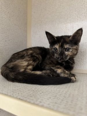 Catsby Domestic Short Hair Cat