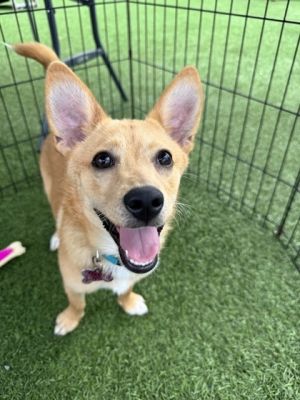 Nola Pomeranian Dog