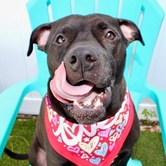 Miller, Adult Male Terrier