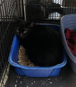 Sheba, Adult Female unknown