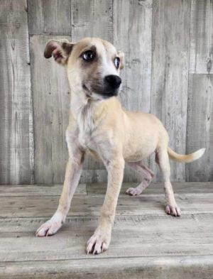 Hattie, Adult Female Mixed Breed