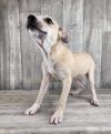 Hattie photo 3