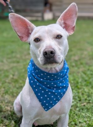 Zuzu, Adult Female Terrier