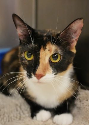 Mazerati is a friendly playful girl who enjoys the company of other mellow well-mannered cats She