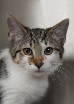 Typhoon 57839 Domestic Short Hair Cat