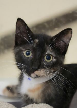 Penny started life with very little human interaction but shes slowly learning to trust Shes not