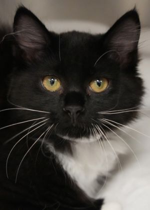 Mossburn 57666 Domestic Long Hair Cat