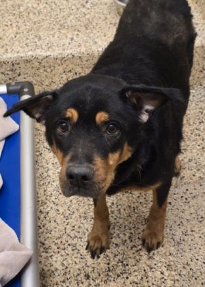 Lune 57966 Mixed Breed Dog