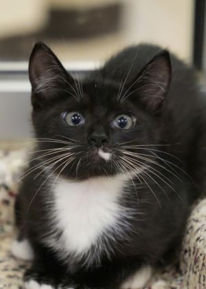 Discount 57980 Domestic Short Hair Cat