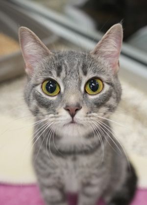 Babydoll 58224, Adult Female Domestic Short Hair