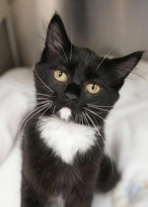 Tokoroa is a shy kitten who needs time and patience to come out of her shell She isnt the kind