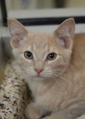 Bargain came to us with little human contact and is still learning that people can be trusted Hes 