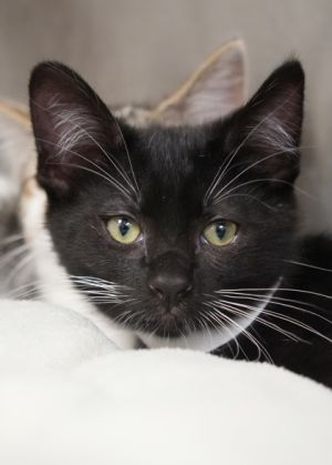 Twister is a shy kitten whos just starting to realize that people arent so scary Hell do best wi