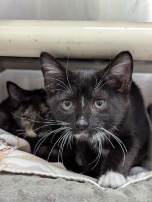 Petrikov Domestic Short Hair Cat