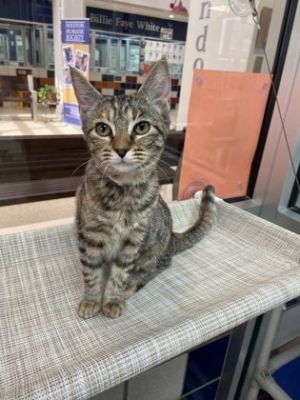 Mia, Adult Female Domestic Short Hair