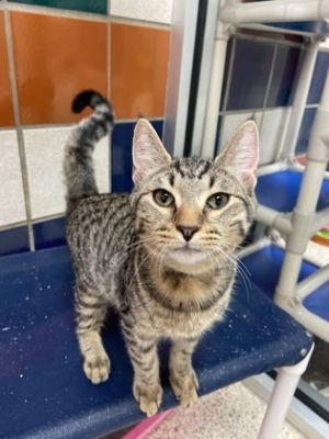 Miguel, Adult Male Domestic Short Hair