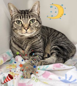 Luna, Adult Female unknown