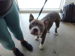 Undertaker, Adult Male Pit Bull Terrier