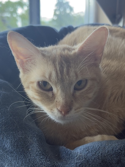 Teagan, an adoptable Domestic Short Hair in Leander, TX, 78641 | Photo Image 1