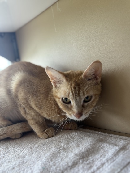 Teagan, an adoptable Domestic Short Hair in Leander, TX, 78641 | Photo Image 2