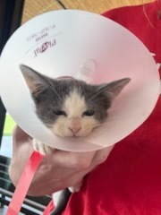 Baby Beet, Baby Female Domestic Short Hair
