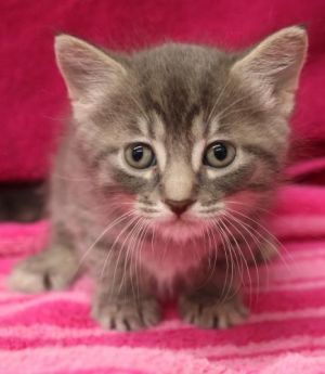 Vicky, Baby Female Domestic Short Hair
