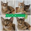 Zucchini - SR2 photo 1