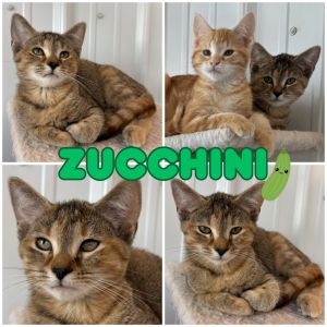 Zucchini - SR2, Baby Female unknown