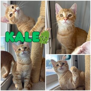 Kale - SR2, Baby Male unknown
