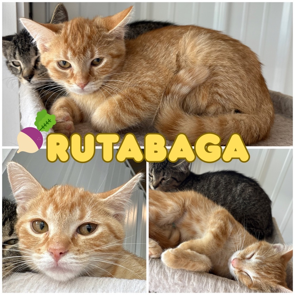 Rutabaga - SR2