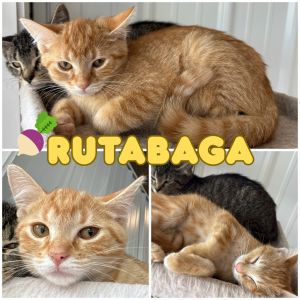 Rutabaga - SR2, Baby Female unknown