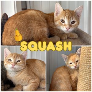 Squash - SR2, Baby Female unknown