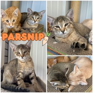 Parsnip - SR2, Baby Female unknown