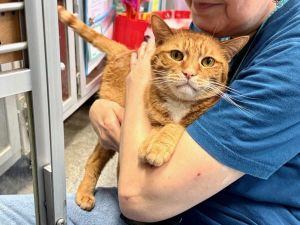 Kaleb, Adult Male Domestic Short Hair
