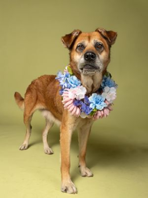 Lionheart Mixed Breed Dog