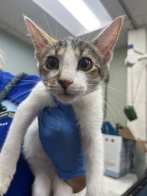 Delilah, Baby Female Domestic Short Hair