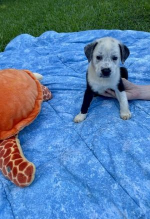BayStLouis, Baby Female Mixed Breed
