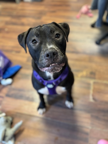 Koda