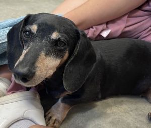 Photo of Dottie