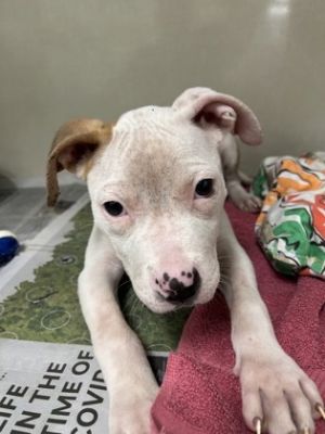 Caitlin Clark, Baby Female Pit Bull Terrier