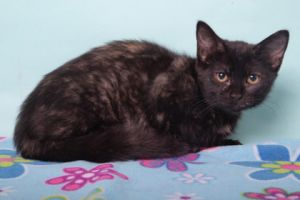 Monet, Baby Female Domestic Short Hair