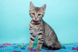 Mimi, Baby Female Domestic Short Hair