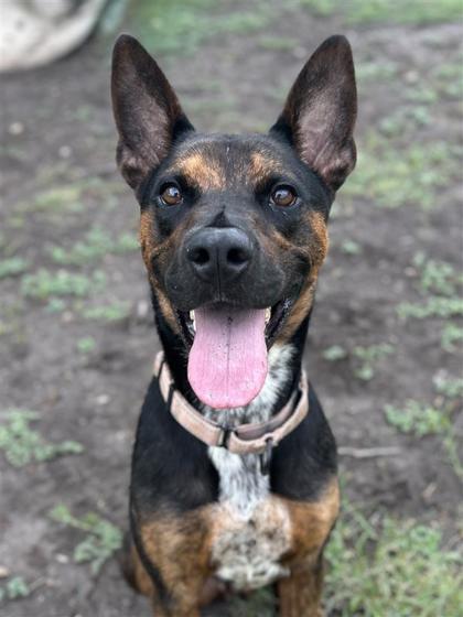 Domino