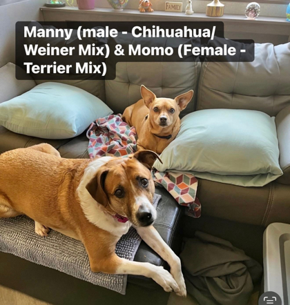 Manny thumbnail 2