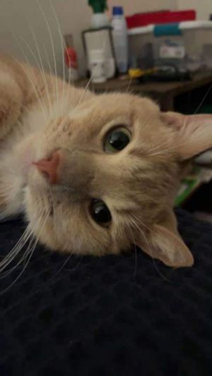 Taz, Adult Male Domestic Short Hair