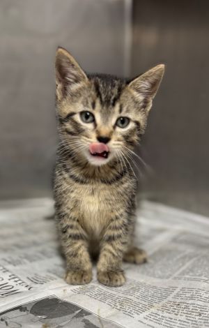 Jags, Baby Male Domestic Short Hair
