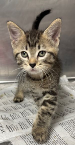 Jackpot, Baby Male Domestic Short Hair